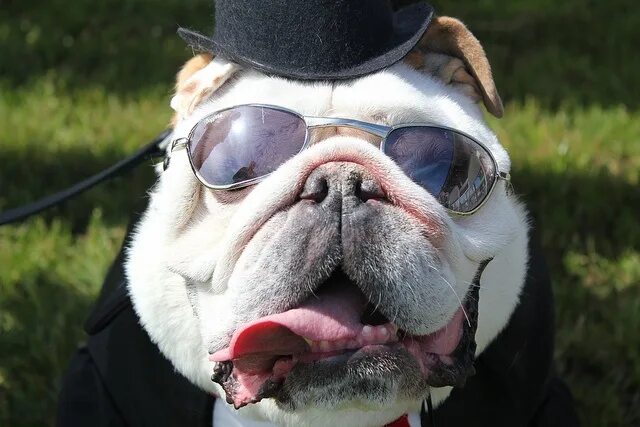 Прикольные смешные фото бесплатно COSMIC BULLDOG Bulldog, Bulldog funny, English bulldog lover