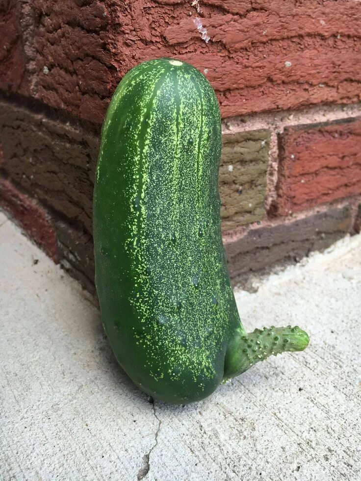 Прикольный огурец фото Just picked this happy little cucumber this morning. #gardening #garden #DIY #ho