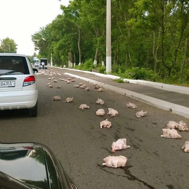 Приколы фото дорог The truck driver collects the fallen chicken on one of the streets of Tashkent. 