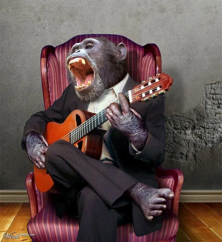 Приколы песни фото Monkey musician - Worth1000 Contests Grappige apen, Verjaardagswensen, Gelukkige