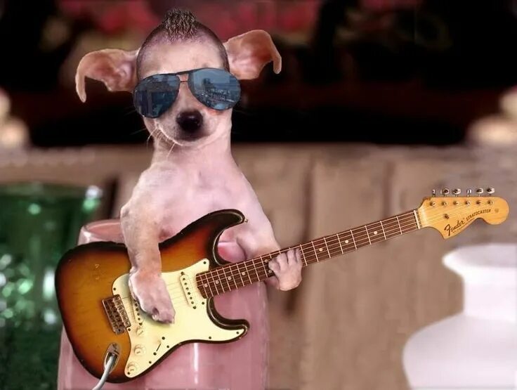 Приколы песни фото Dog playin' guitar Funny dog pictures, Puppies funny, Funny dogs