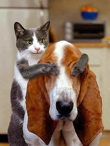 Приколы с животными картинки Cat and Dog Friendship - Annie Many Funny animal photos, Cute cats, Dog cat