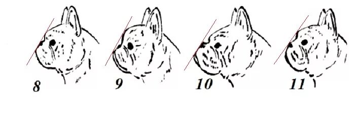 Прикус французского бульдога фото СТАНДАРТ ПОРОДЫ "ФРАНЦУЗСКИЙ БУЛЬДОГ С КАРТИНКАМИ И КОММЕНТАРИЯМИ. - Французский