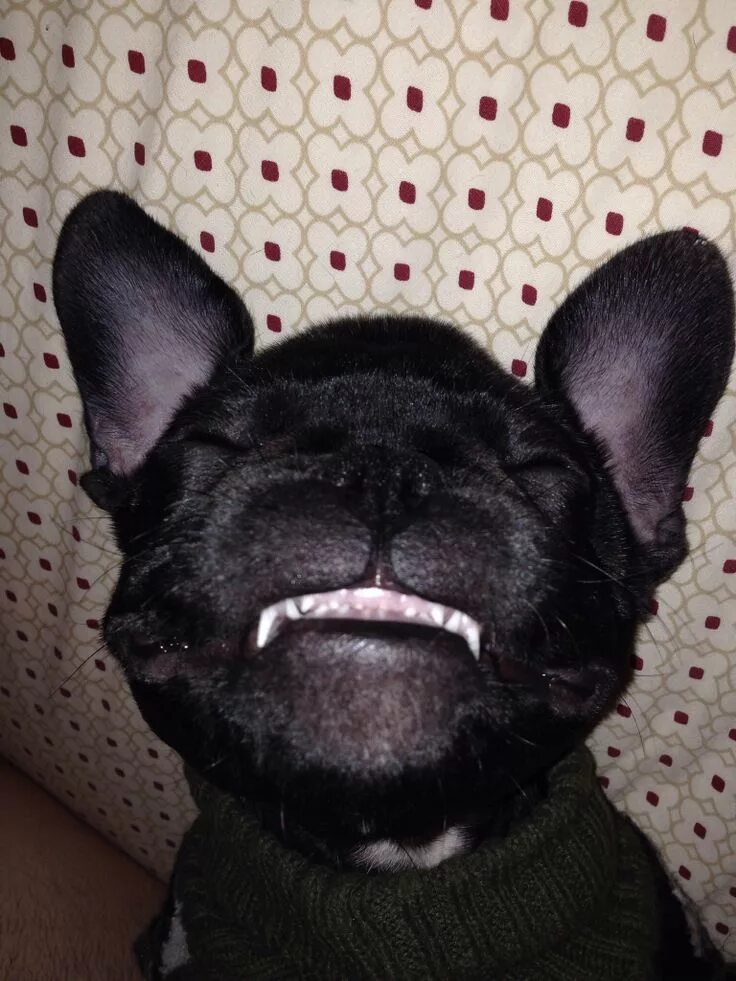 Прикус французского бульдога фото Pin on DOGGIES! Furry friend, French bulldog puppies, Frenchie bulldog