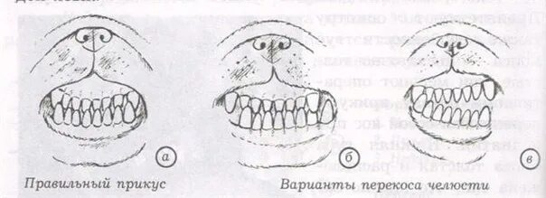 Прикус французского бульдога фото Стандарт породы мопс Наш домашний зоопарк) Ижевск ВКонтакте