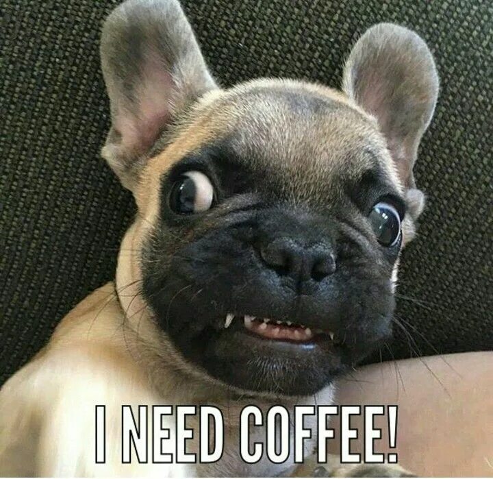 Прикус французского бульдога фото Coffeeeeeee ☕!! French Bulldog Puppy with Crazy Eyes Happy dogs, French bulldog,