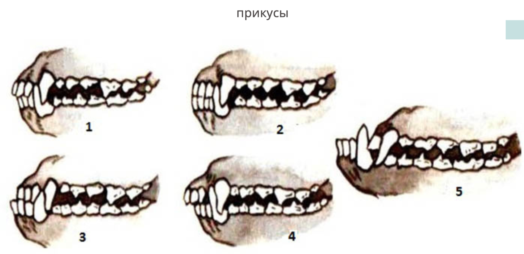 Malocclusion in a dog: symptoms and treatment https://soba4nik.ru/nepravilnyj-pr