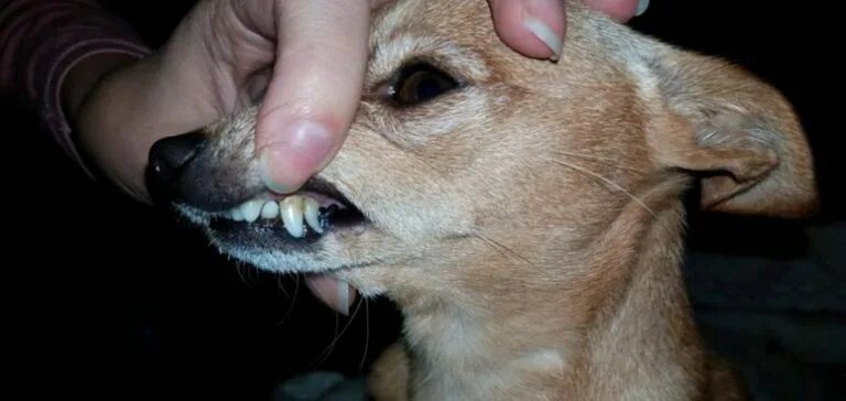 Malocclusion in a dog: symptoms and treatment https://soba4nik.ru/nepravilnyj-pr