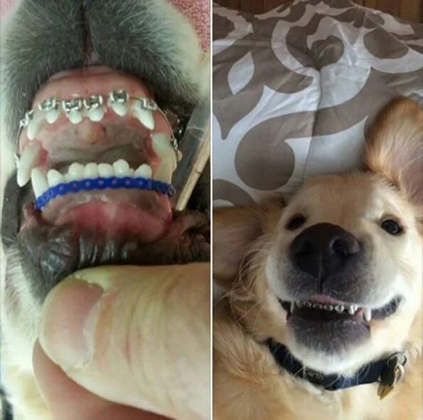 Прикус собаки фото Just Look At This Dog With Braces And Try Not To Smile Animali, Doge