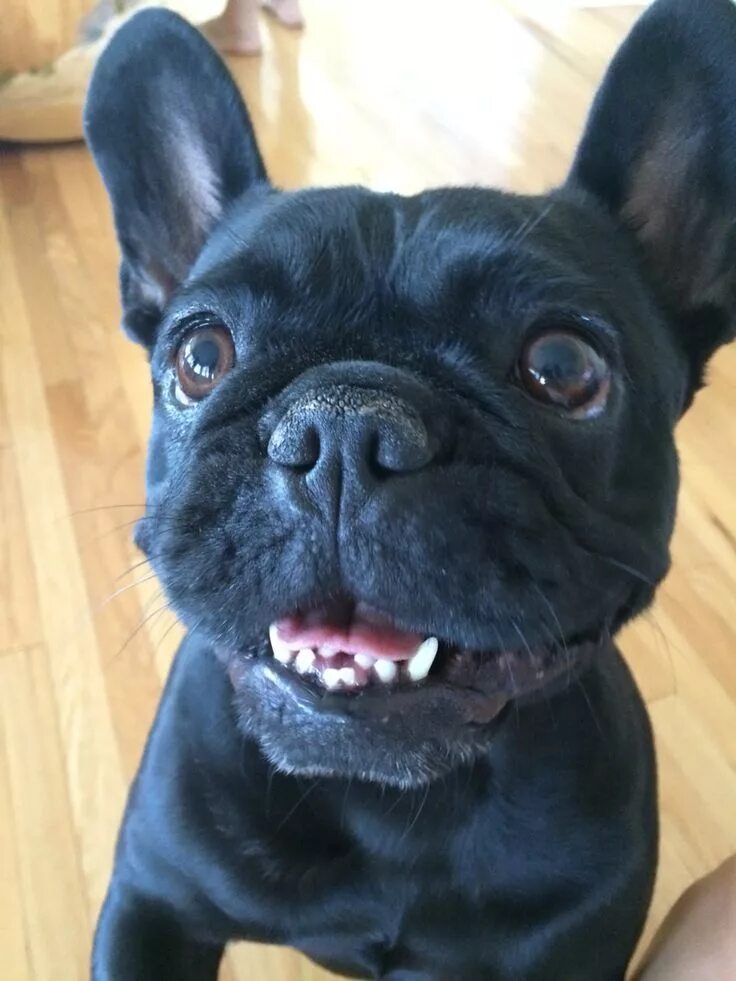 Прикус у французского бульдога стандарт фото Adorable Black French Bulldog