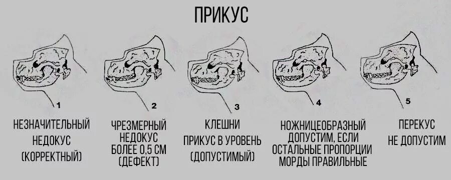 Прикус у французского бульдога стандарт фото Комментарии к стандарту кане-корсо в картинках и схемах