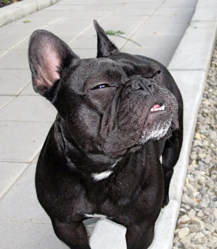 Прикус у французского бульдога стандарт фото "Im'ma sneeze, ahh-chooo!", French Bulldog Brindle french bulldog, French bulldo