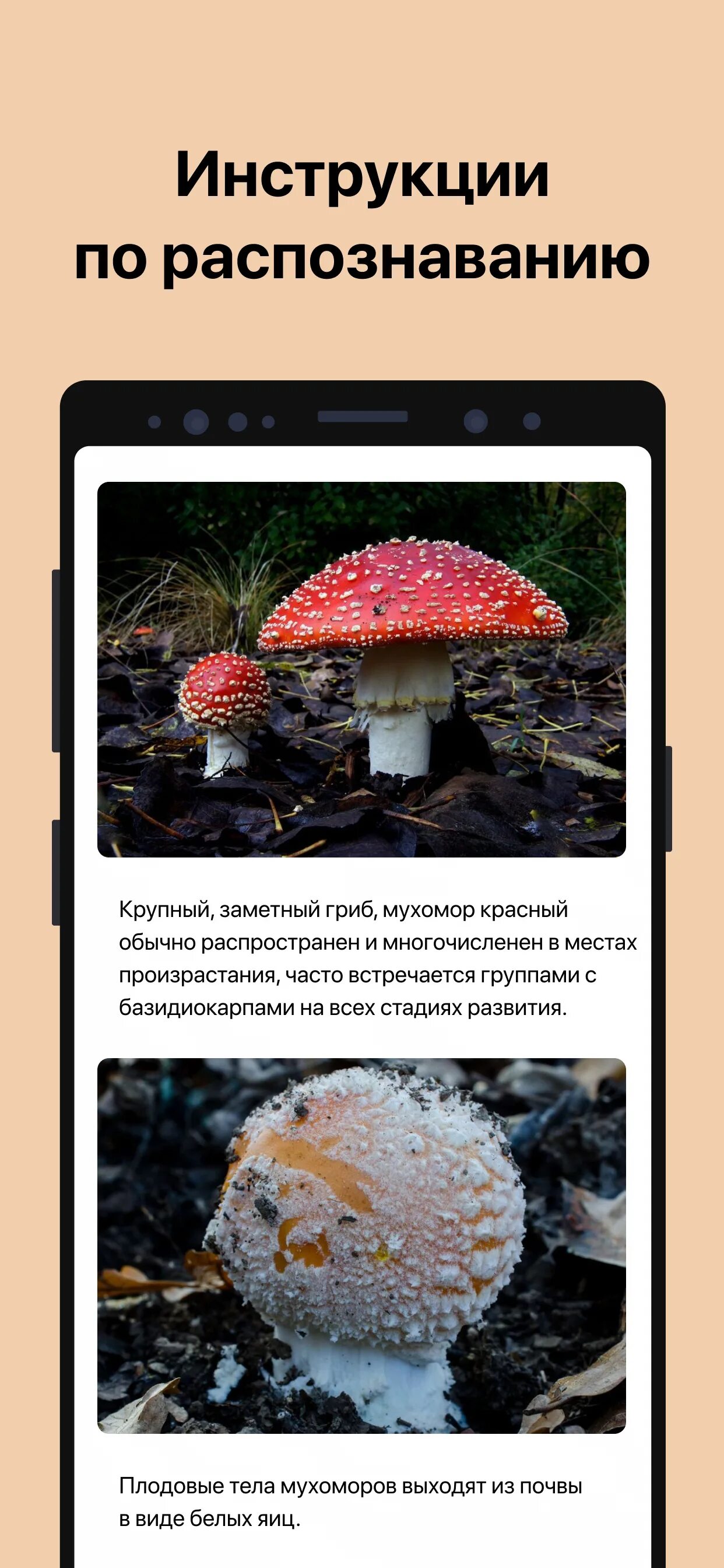 Приложение для распознавания грибов по фото Picture Mushroom (apk) - Скачать для Android