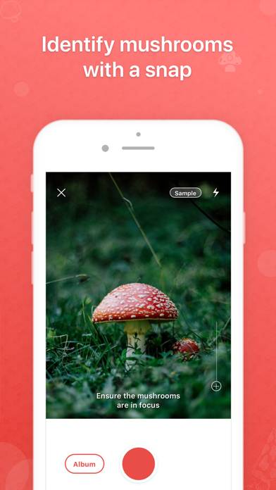 Приложение для распознавания грибов по фото Picture Mushroom - Mushroom ID App Download