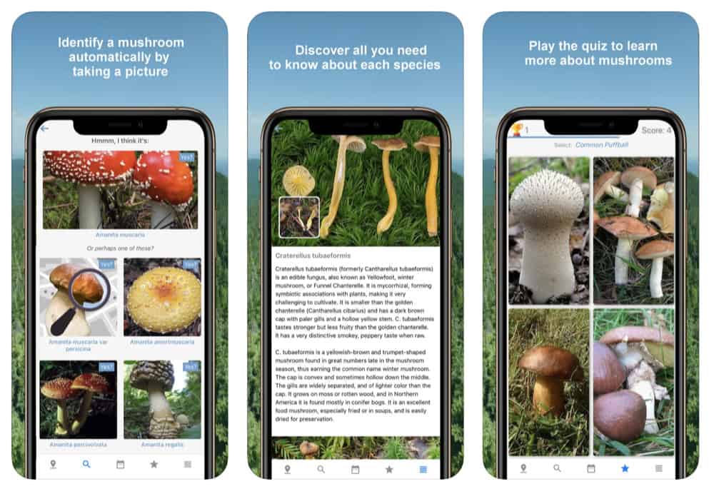 Приложение определяющие грибы по фото Mushroom Identifier App Reddit Mushroom Identifier Ap - vrogue.co