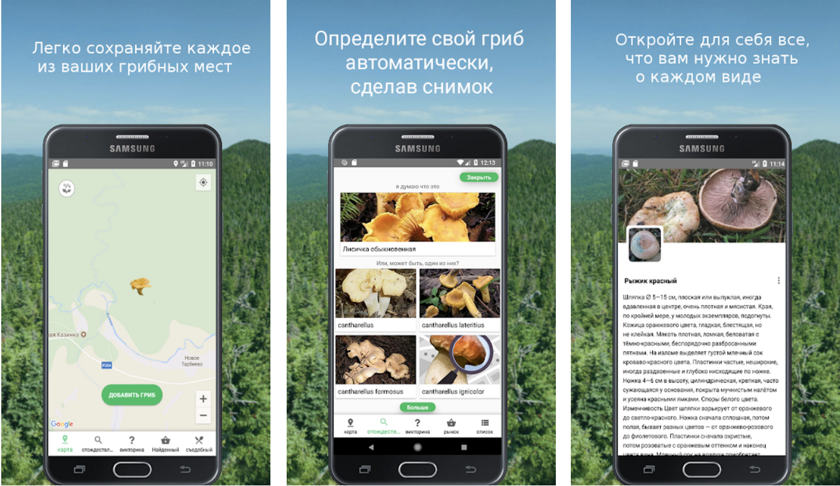 Приложение определяющие грибы по фото 6 самых необычных способов искать грибы - Hi-Tech Mail