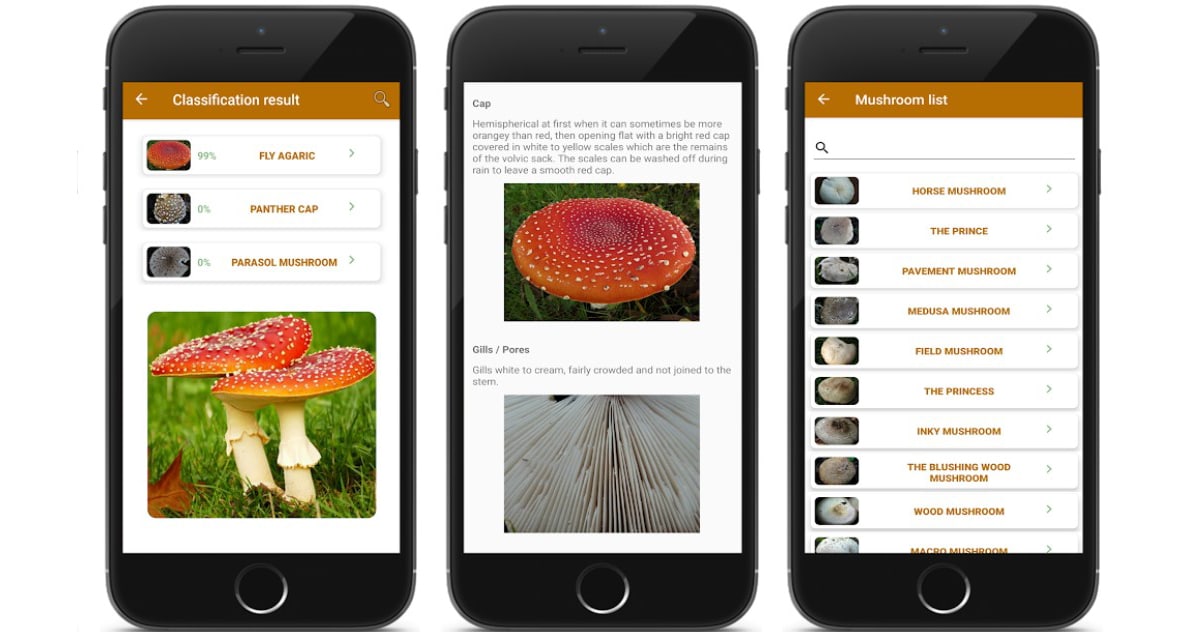 Приложения для определения гриба по фото 8 лучших приложений для идентификации грибов по фото
