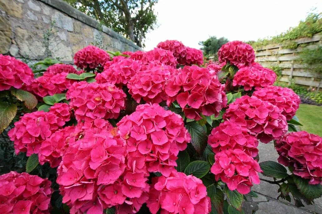 Прим ред гортензия фото и описание купить How to Plant Colorful Flowering Shrubs: Azaleas and Rhododendrons Hydrangea shru