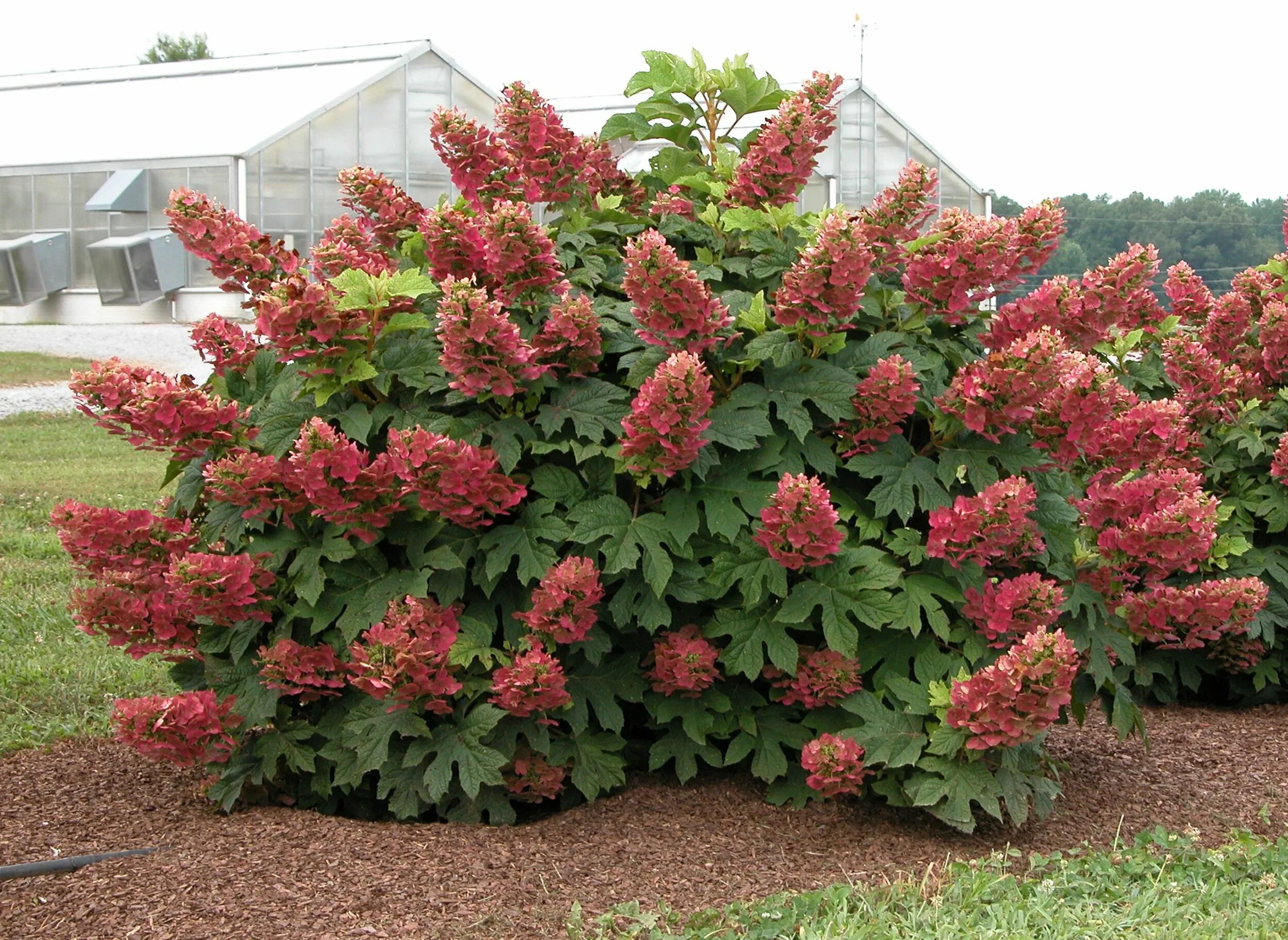 Прим ред гортензия метельчатая описание и фото oak leaf hydrangea...love to have one of these! Sträucher garten, Hortensien gar