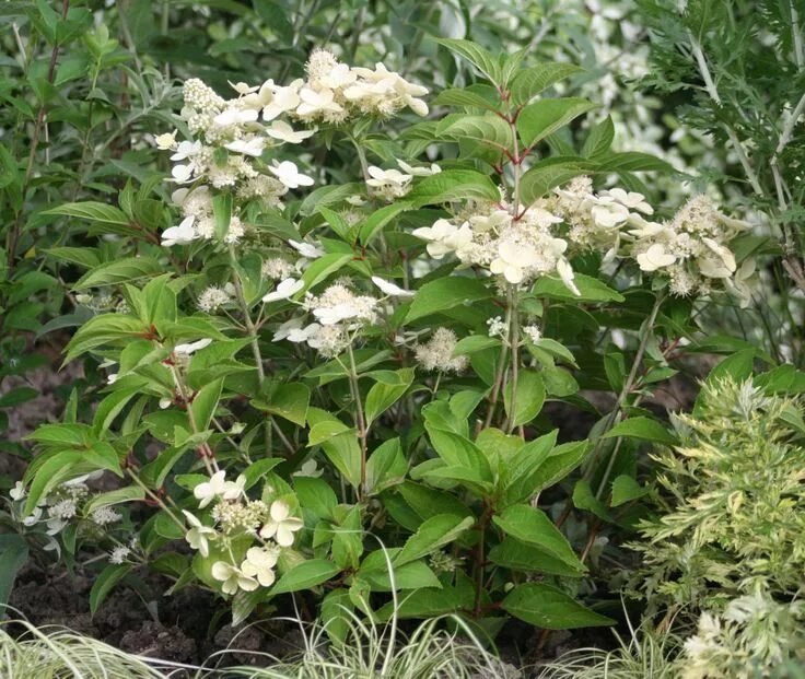 Прим уайт гортензия метельчатая фото и описание Hydrangea paniculata PRIM' WHITE ® 'Dolprim' - Le plus précoce des paniculata. P