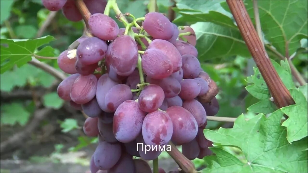 Прима виноград фото отзывы Прима - YouTube