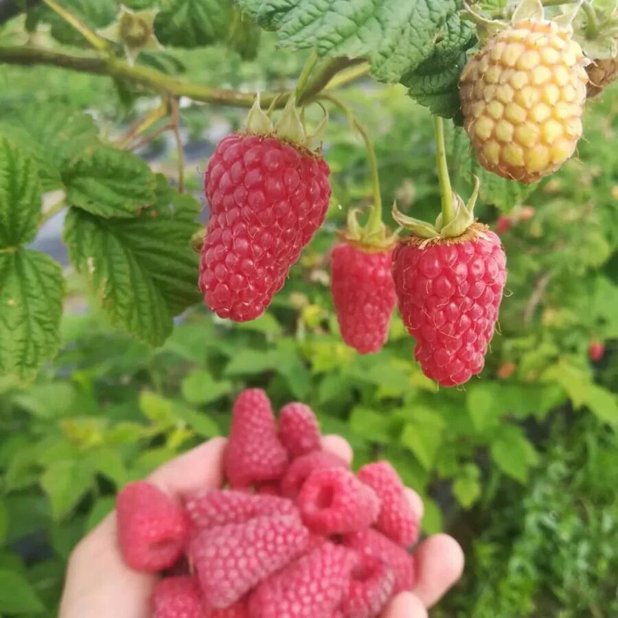 Примальба малина описание сорта фото Малина Лячка