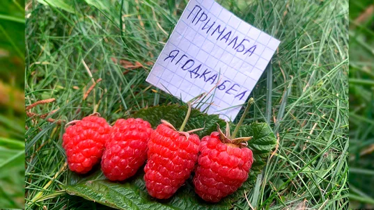 Прималба сорт малины описание сорта фото Прималба описание сорта фото