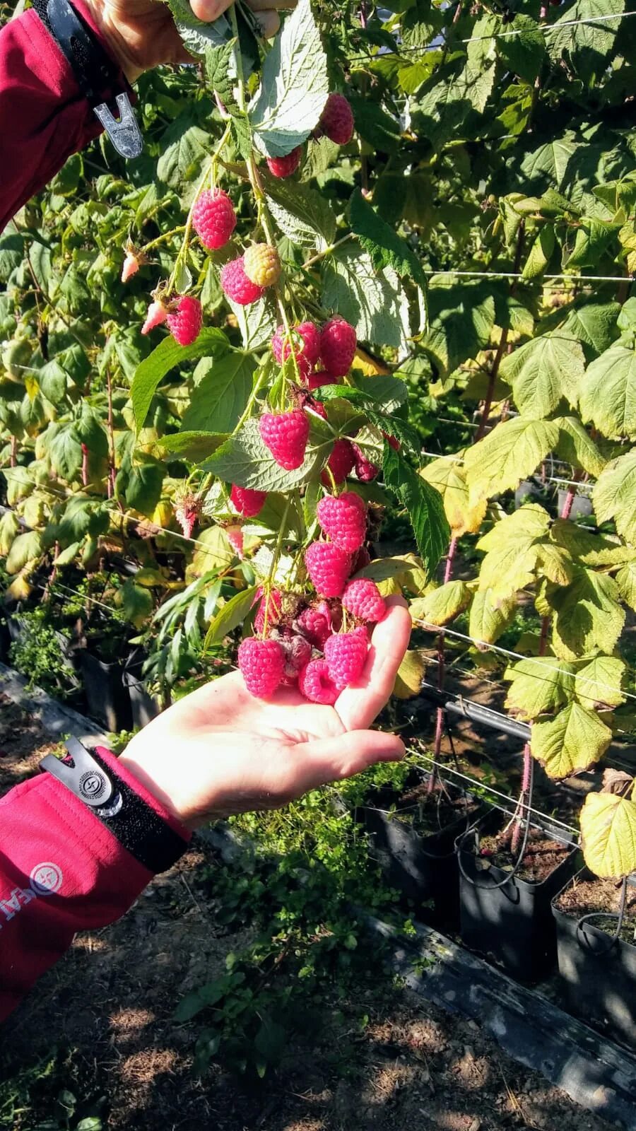 Прималба сорт малины описание сорта фото Малина Прималба купить в Беларуси