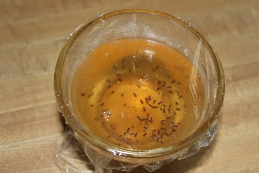 Приманка для дрозофил своими руками Get Rid of Pesky Fruit Flies with an Easy DIY Fruit Fly Trap simply fill a bowl 