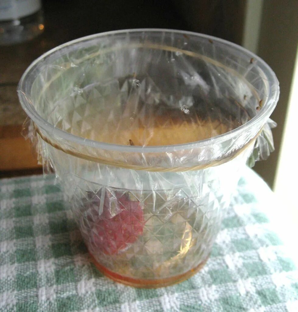 Приманка для дрозофил своими руками Easy Fruit Fly Trap Fruit fly trap, Diy fruit fly trap, Fruit flies