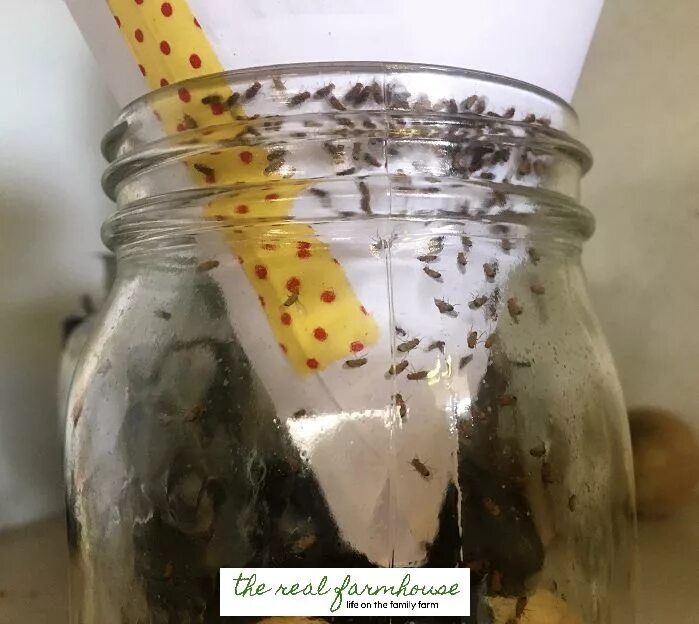 Приманка для дрозофил своими руками How to get rid of fruit flies naturally- the best way. Results in 5 minutes! Org