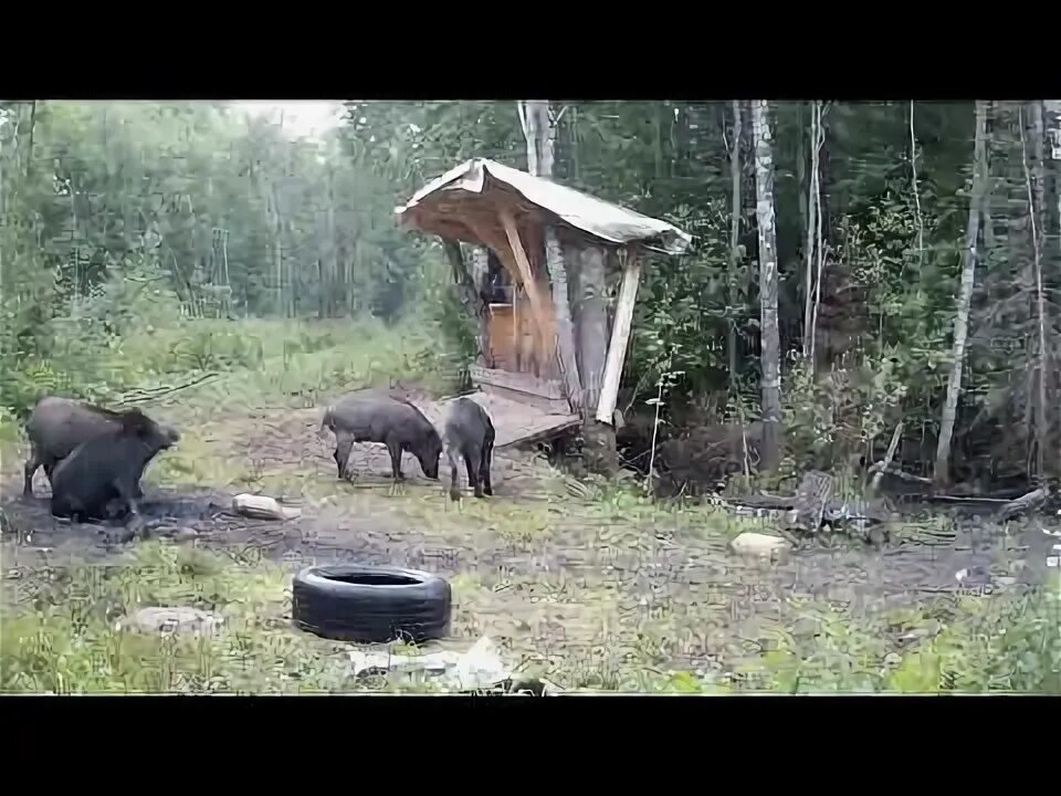 Приманка для кабана своими руками Кабаны на кормушке, запечатлённые фото ловушкой. Часть № 84 День - YouTube