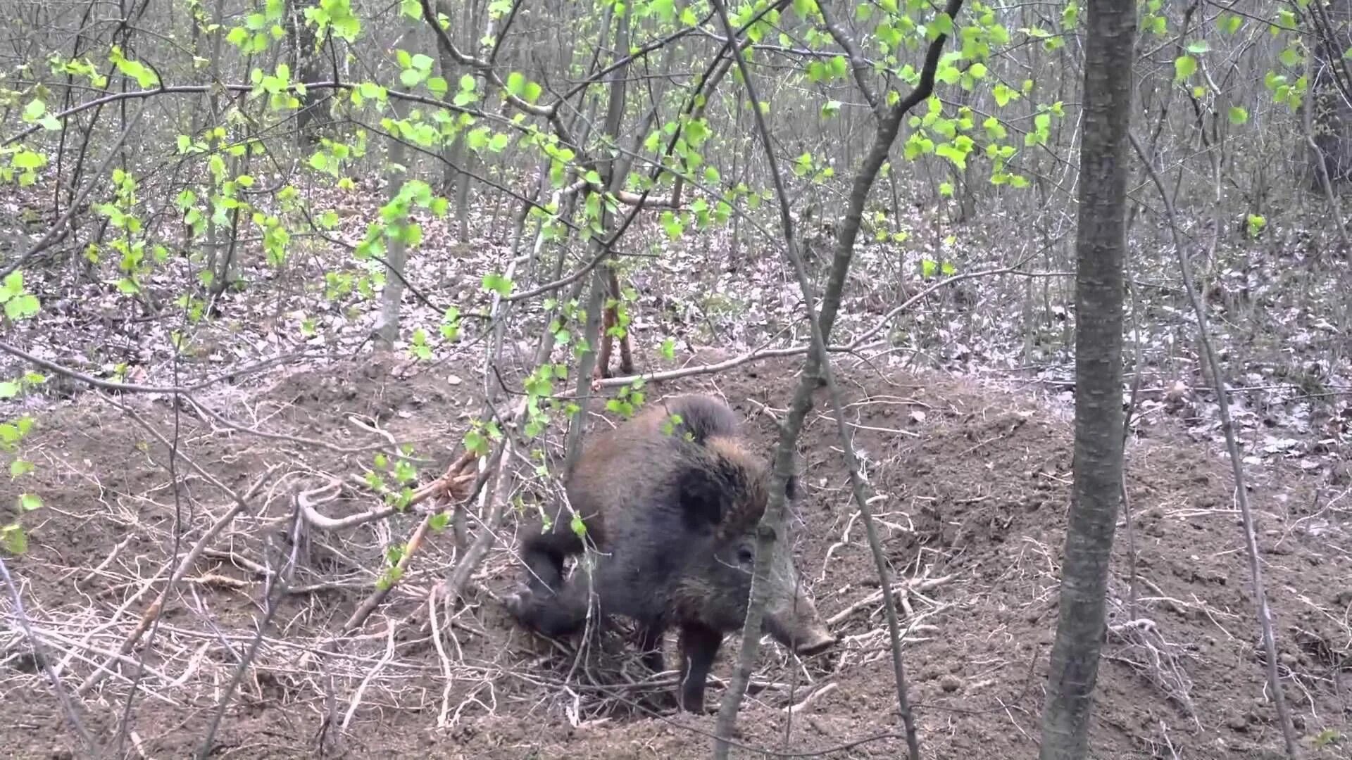 Приманка для кабана своими руками Cztery godziny trwała akcja uwalniania dzika, który wpadł w kłusownicze wnyki. D