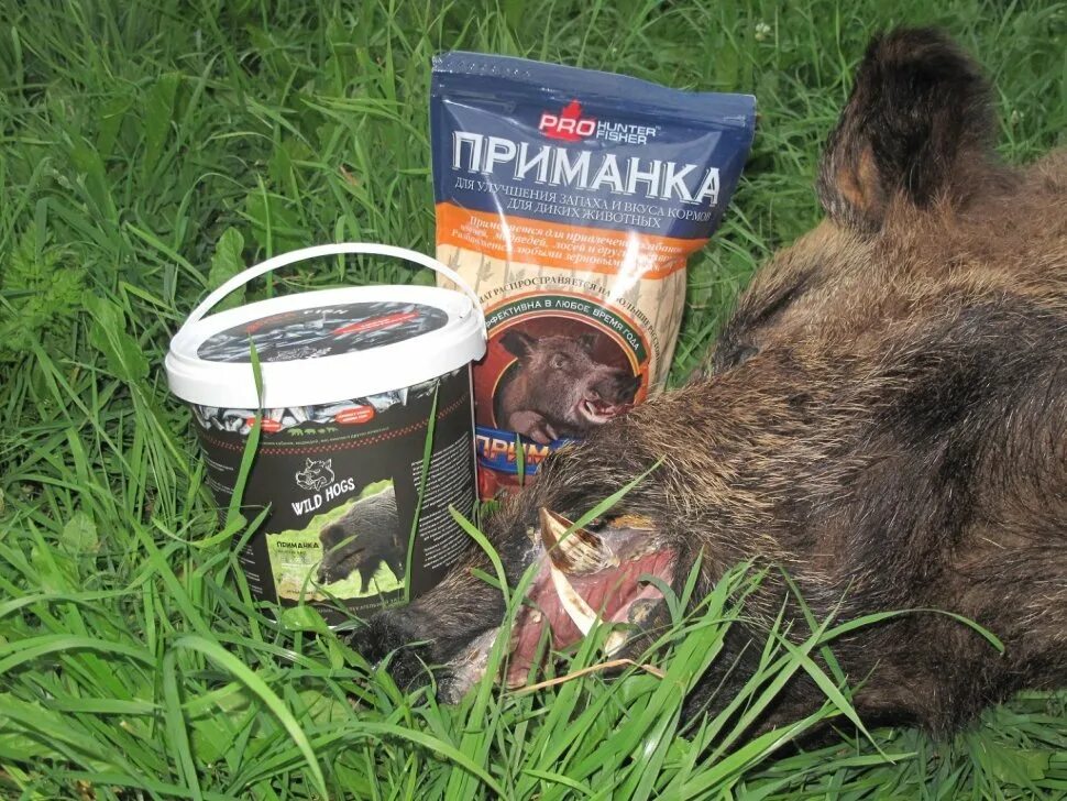 Приманка для кабанов своими руками Купить Ароматическая приманка PRO HUNTER на кабана, медведя, оленя, лося - 1 000