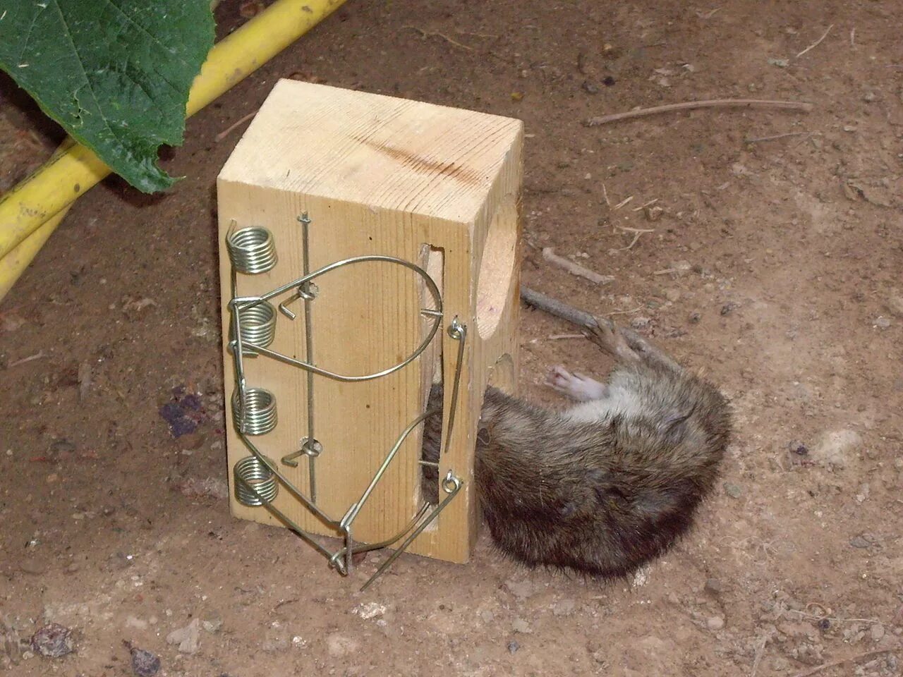 Приманка для крыс в крысоловку лучшая какая Rat trap Rat traps, Flea control for cats, Rats