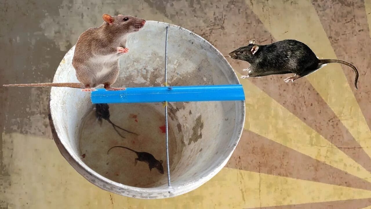 Приманка для крыс в крысоловку лучшая какая Rat Trap Homemade Spinning Bucket Mouse Tra Mouse Trap By Water Trap - YouTube