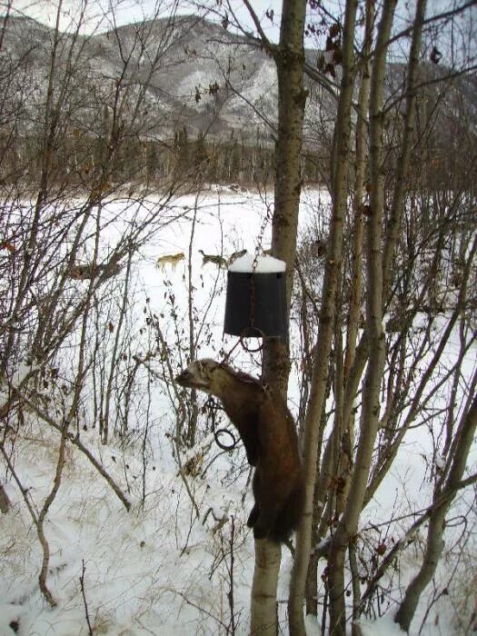 Приманка для куницы в капкан своими руками Catching martens with traps. Hunting rules for marten with a trap