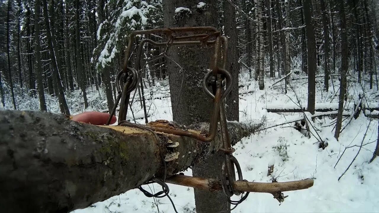 Приманка для куницы в капкан своими руками Охота на куницу капканами Сезон 2020-2021. УСТАНОВКА КП-120 БЕЗ ЯЩИКА НА ЖЕРДИ. 