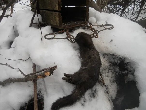 Приманка для куницы в капкан своими руками A resident of Abaza was punished with a large fine for illegal production of sab