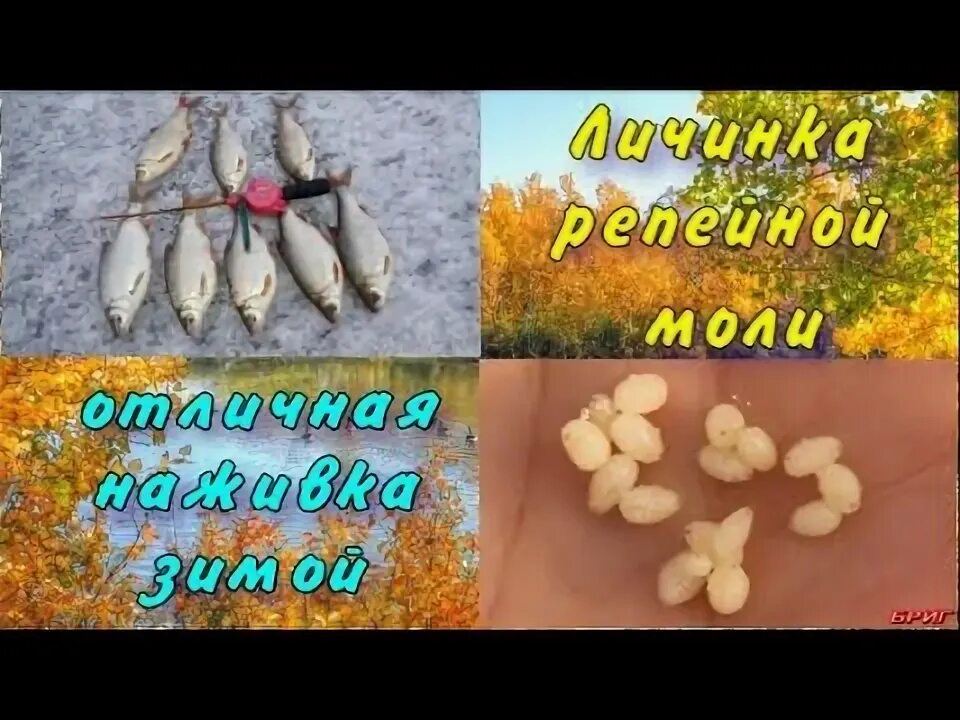 Приманка для моли своими руками Личинка репейной моли . Отличная наживка зимой . - YouTube