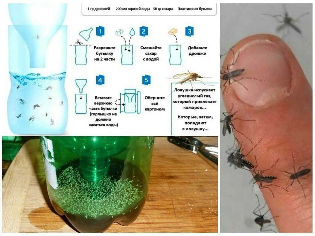 Приманка для мух своими руками Ловушка для мошек своими руками - CoffeePapa.ru