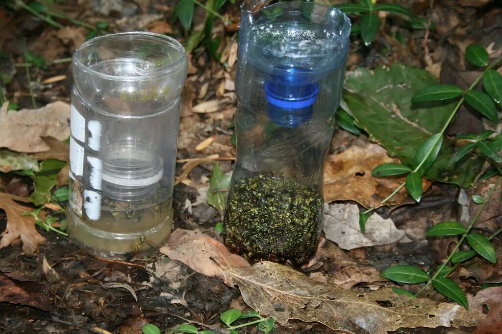 Приманка для мух своими руками DIY Yellow Jacket Bottle Trap Yellow jacket trap, Yellow jacket, Bottle