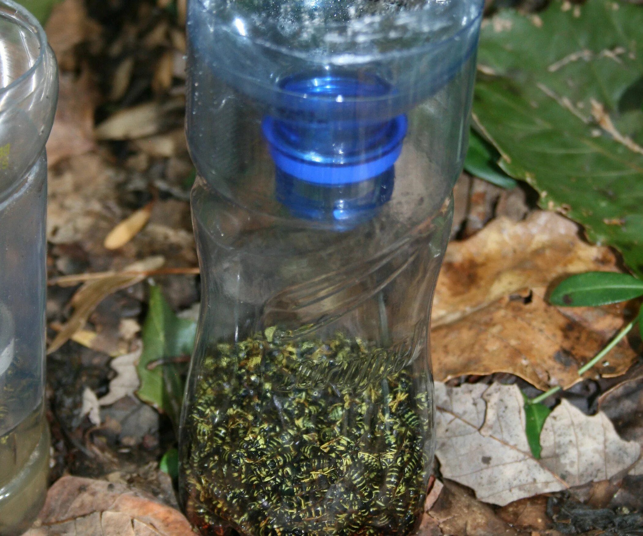 Приманка для ос своими руками DIY Yellow Jacket Bottle Trap Yellow jacket trap, Hornet trap, Wasp traps