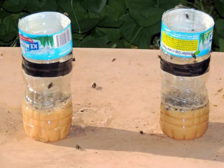 Приманка для ос своими руками Homemade Fly, Bug and Mosquito Trap - News - Bubblews Mosquito trap, Bug trap, D