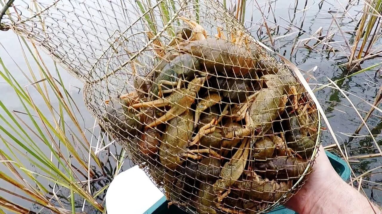 Приманка для раколовки летом какая лучше Раки! Осенняя Ловля Раков и Живца на Китайские Раколовки! Заготавливаем Живца! -