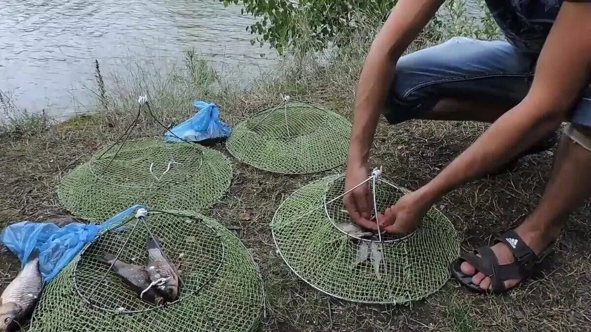 Приманка для раколовки летом какая лучше Ловля раков. Самый простой способ, как поймать раков на раколовки. Наловят даже 