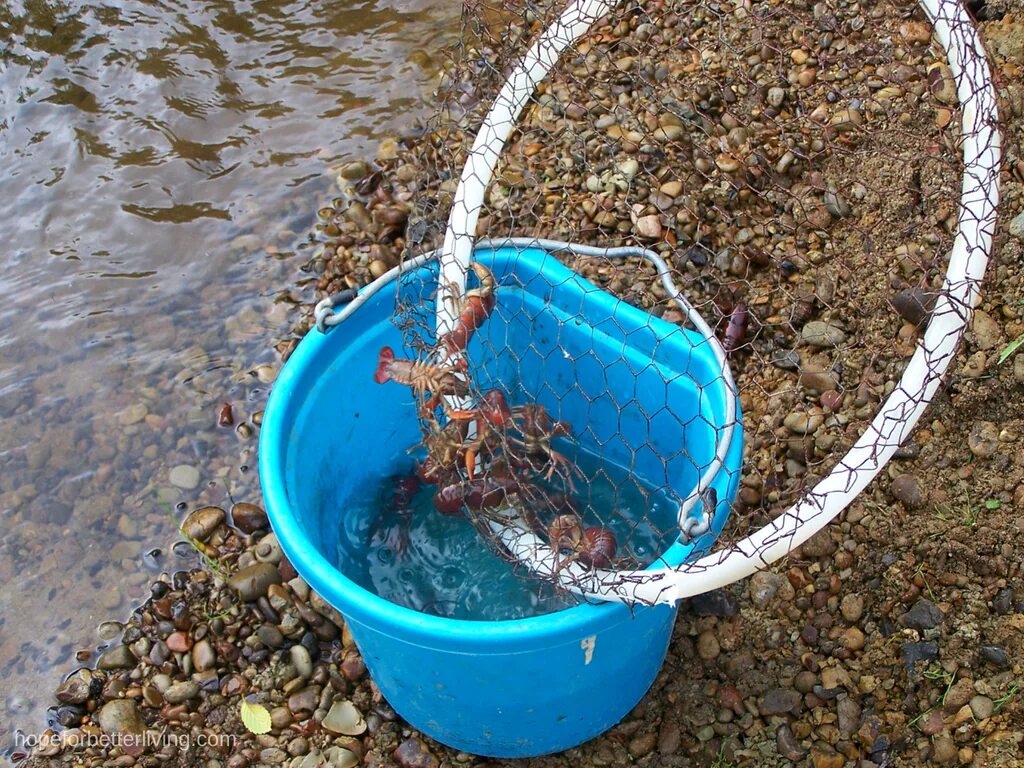 Приманка для раков своими руками Catching Crayfish in Farm Kid Style (2) * a traditional life