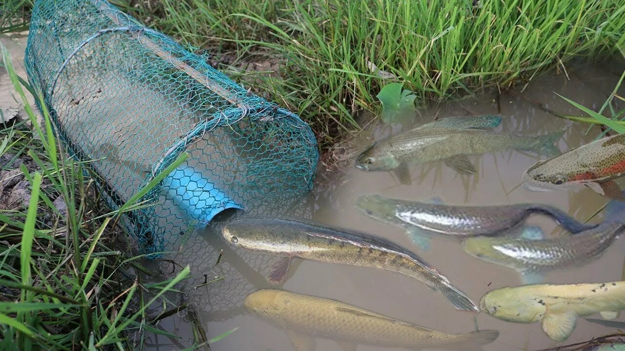 Приманка для рыбы своими руками Smart Women Make Easy Fish Trap To Catch A Lot Of Fish - How To Make Easy Fish T