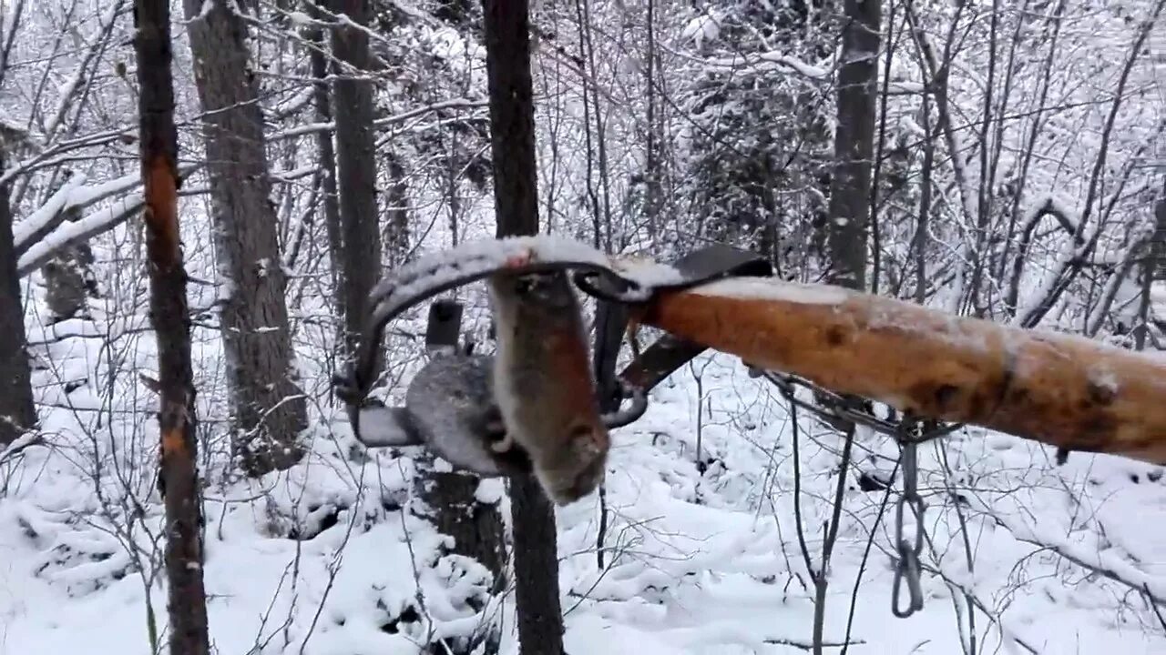 Приманка для соболя зимой своими руками Полевка в капкане на соболя - YouTube