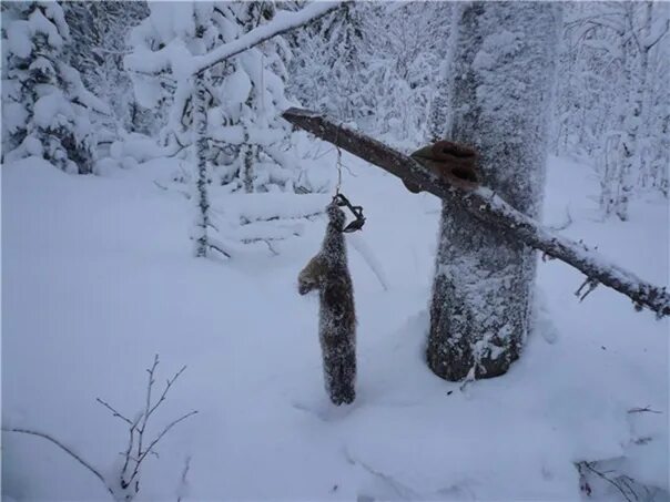 Приманка для соболя зимой своими руками Стрела на соболя